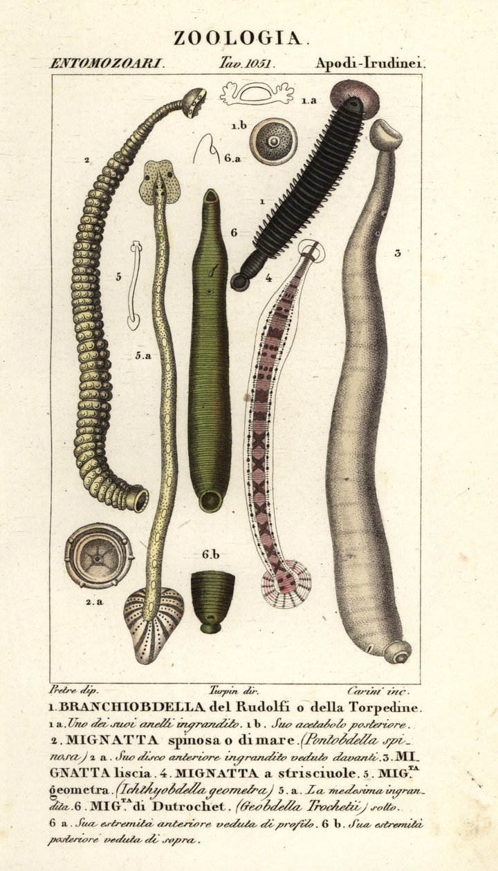 Fish leech and freshwater leeches: Branchiobdellida, Pontobdella spinosa, Whitmania laevis, Hirudo vittata, Piscicola geometra, Ichthyobdella geometra, Geobdella trochetii by Carini Carini