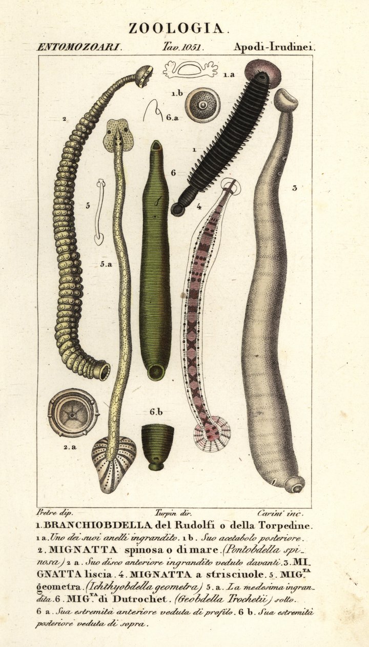 Fish leech and freshwater leeches: Branchiobdellida 1, Pontobdella