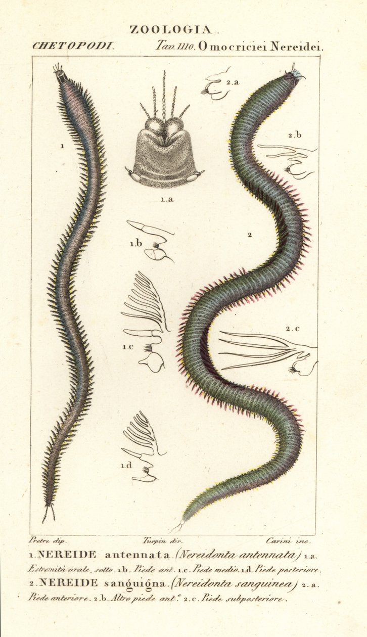 Leodice antennata and Eunice sanguinea by Carini Carini