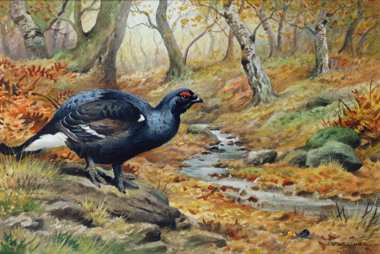 Black Cock Grouse by a Stream by Carl Donner