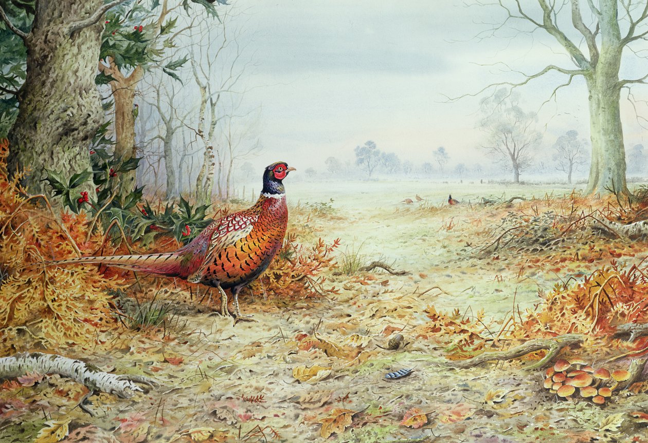 Cock Pheasant by Carl Donner
