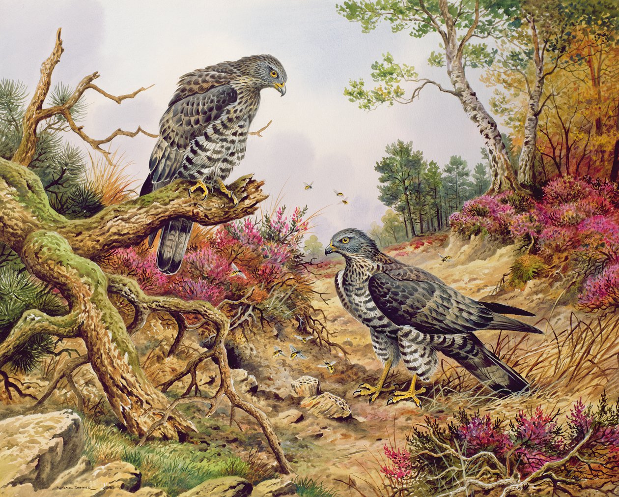 Honey Buzzards by Carl Donner