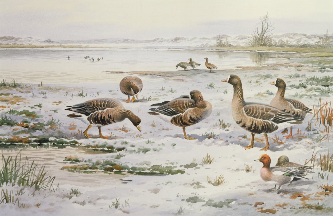 White Fronted Geese by Carl Donner