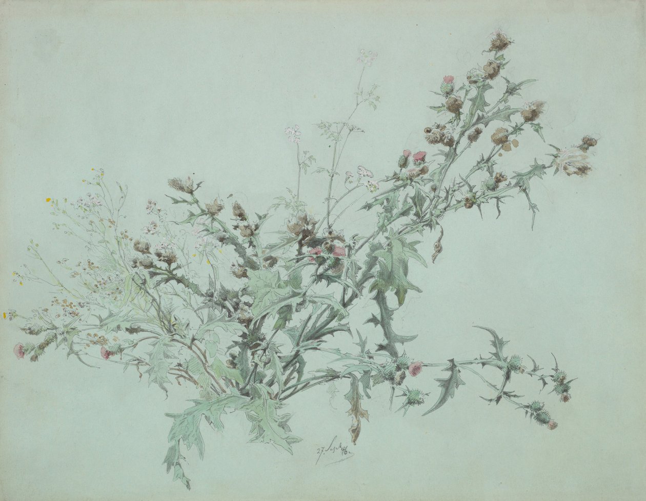 Study of a Flowering Thistle by Carl Georg Anton Graeb