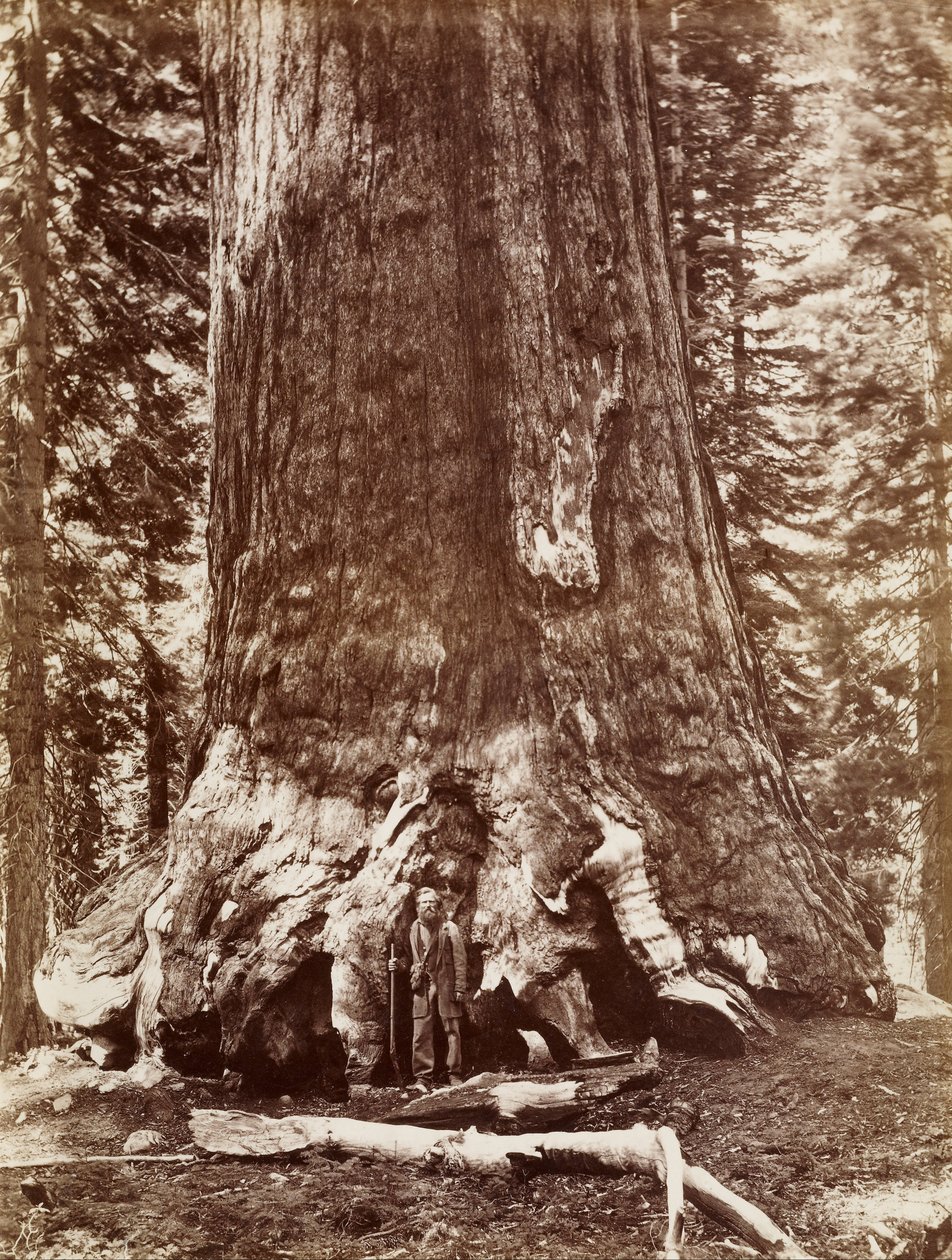 Grizzly Giant Diameter 33 Ft. Mariposa Grove by Carleton E. Watkins
