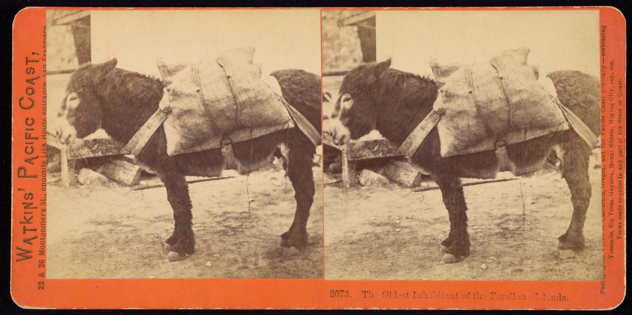 The Oldest Inhabitant of the Farallon Islands by Carleton E. Watkins