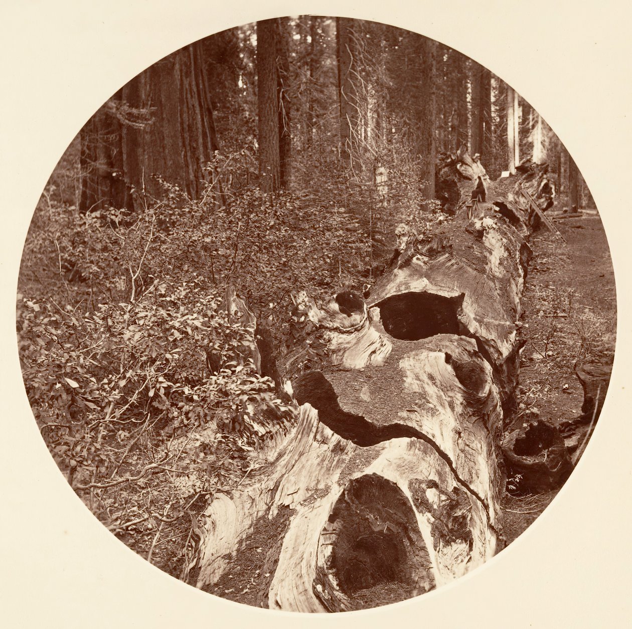 Auld Reckie - C. Grove by Carleton Emmons Watkins