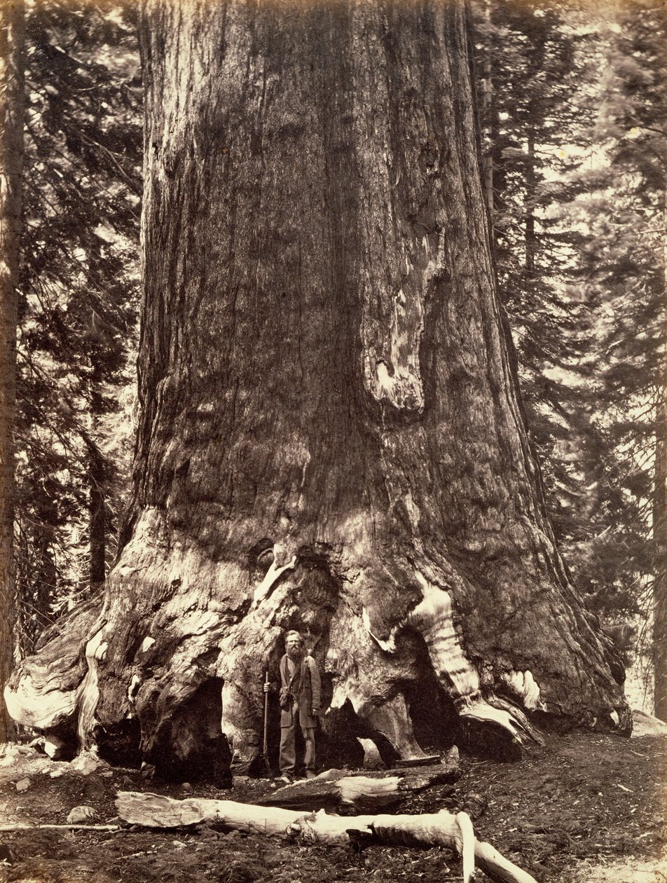 Base of the Grizzly Giant, Giant Sequoia tree, Yosemite, California by Carleton Emmons Watkins