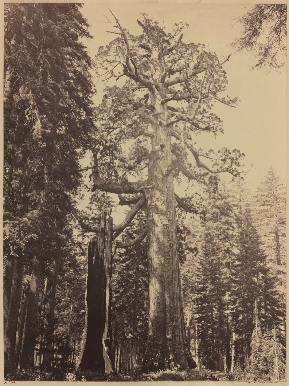 Grizzly Giant, Mariposa Grove, 1861 by Carleton Emmons Watkins