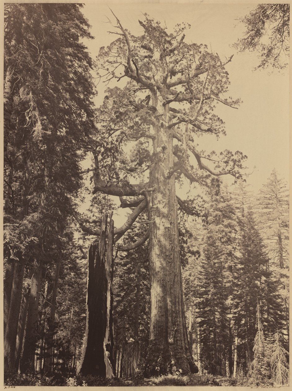 Grizzly Giant, Mariposa Grove, 1861 by Carleton Emmons Watkins