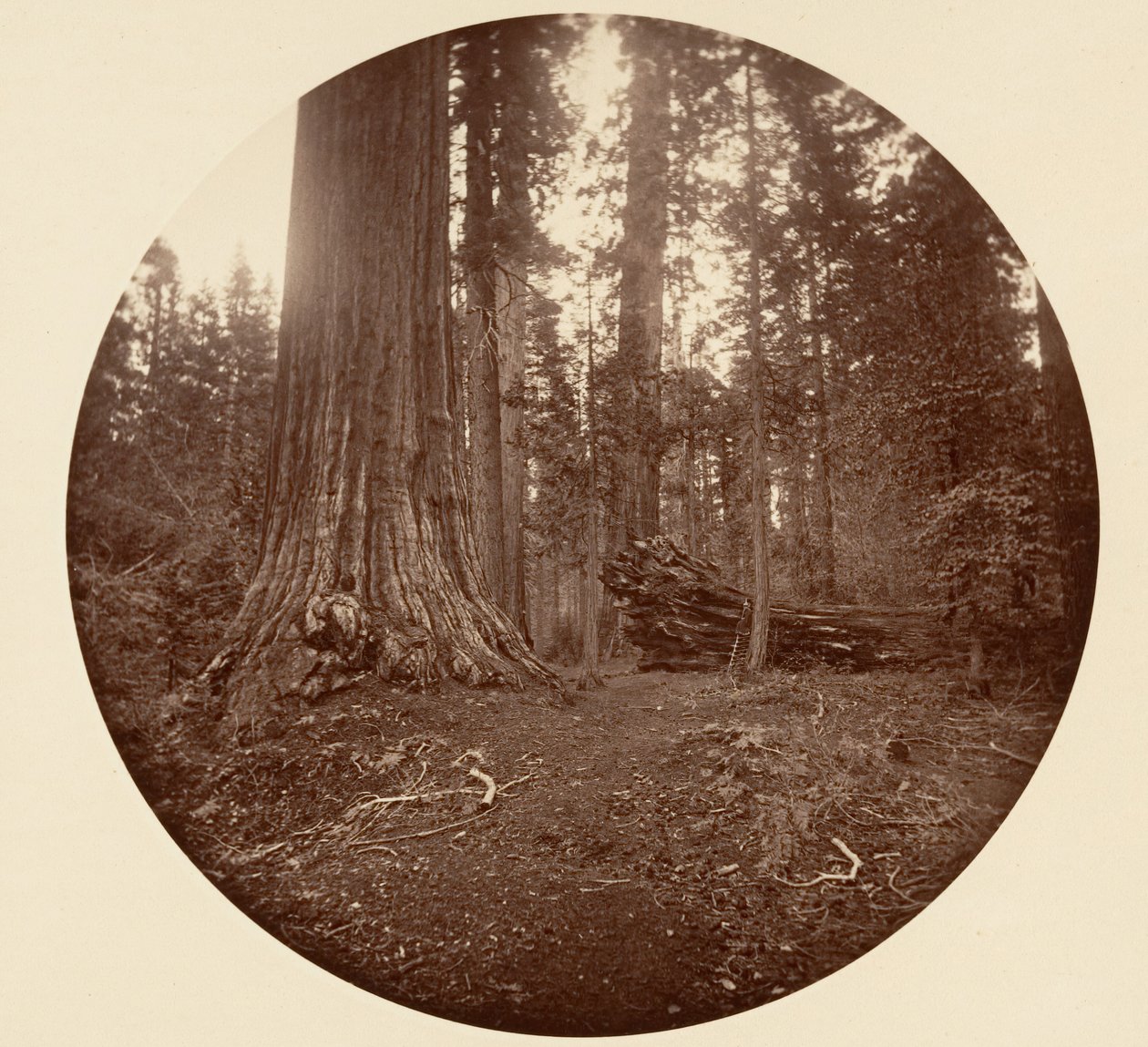 The Father of the Forest - C. Grove by Carleton Emmons Watkins