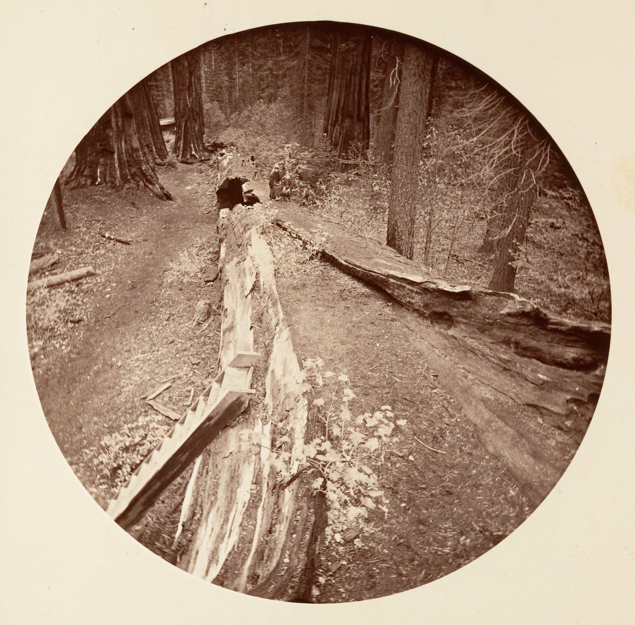 The Father of the Forest 450 Ft Long, C. Grove, ca. 1878 by Carleton Emmons Watkins