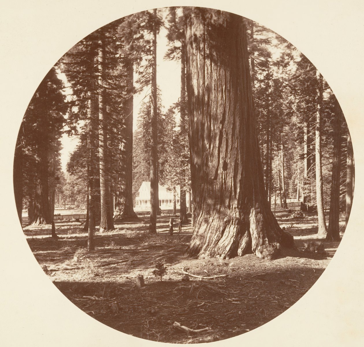 The Mammoth Grove Hotel from the Grove - Calaveras by Carleton Emmons Watkins