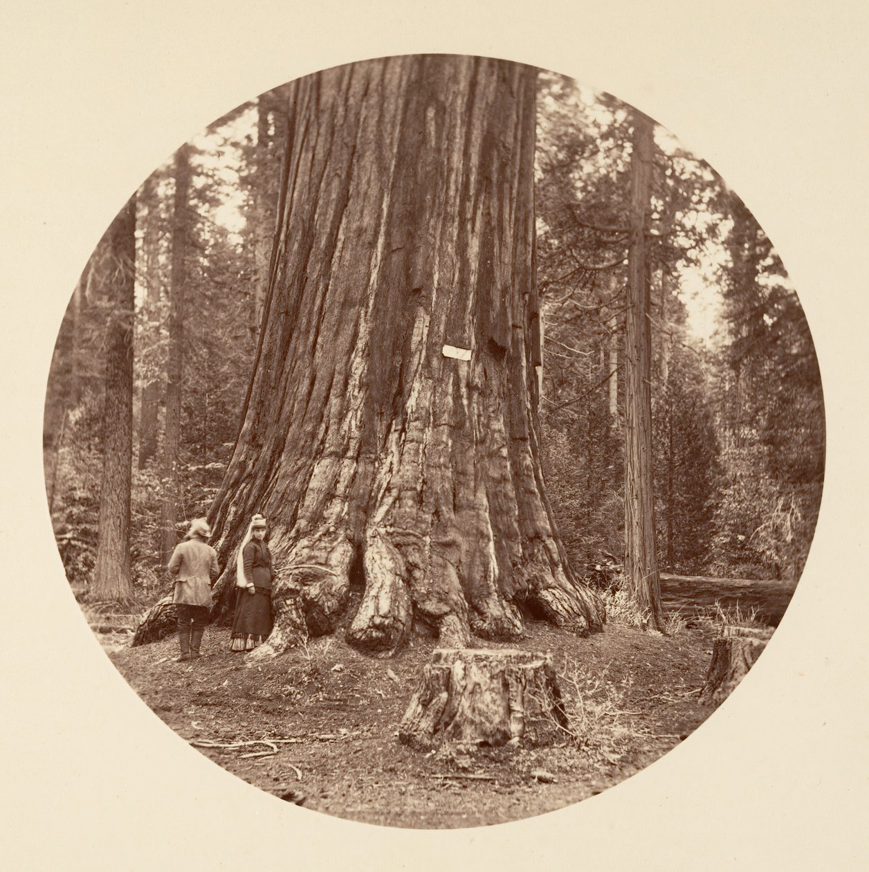 The Pride of the Forest - Calaveras Grove by Carleton Emmons Watkins