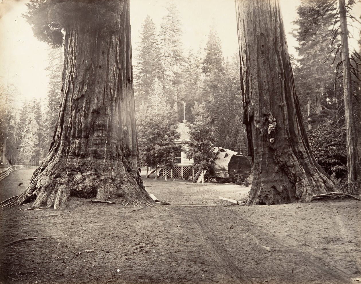 The Sentinels, 315 Feet, Yosemite, ca. 1872, printed ca. 1876 by Carleton Emmons Watkins
