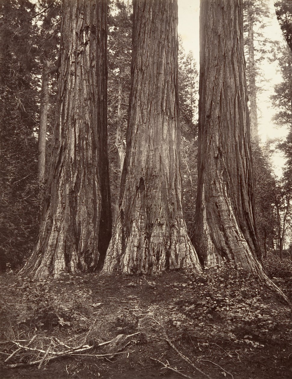 The Three Graces, 272 feet, 1865-66, printed ca. 1876 by Carleton Emmons Watkins