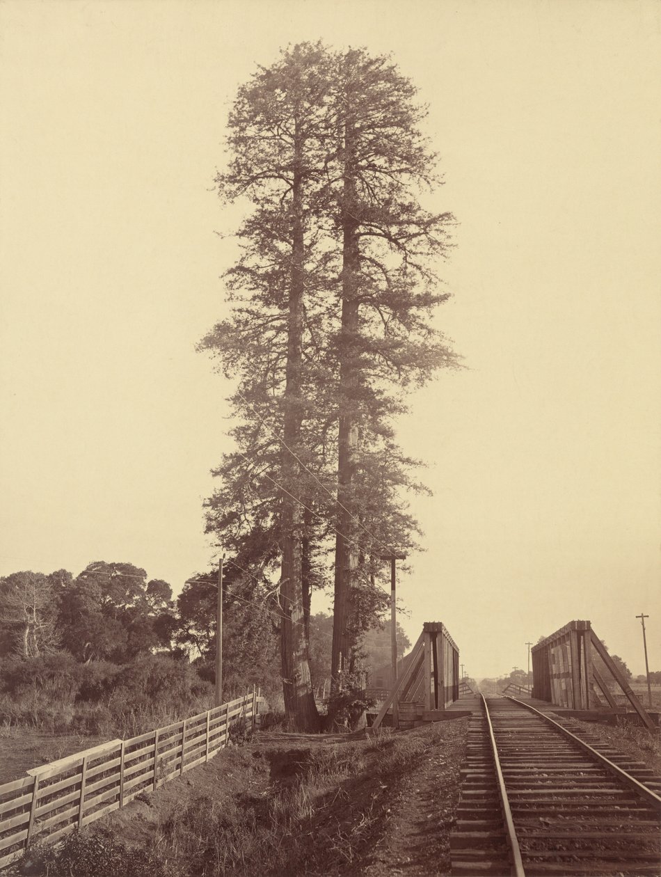 Twin Redwoods, Palo Alto, c. 1877 by Carleton Emmons Watkins