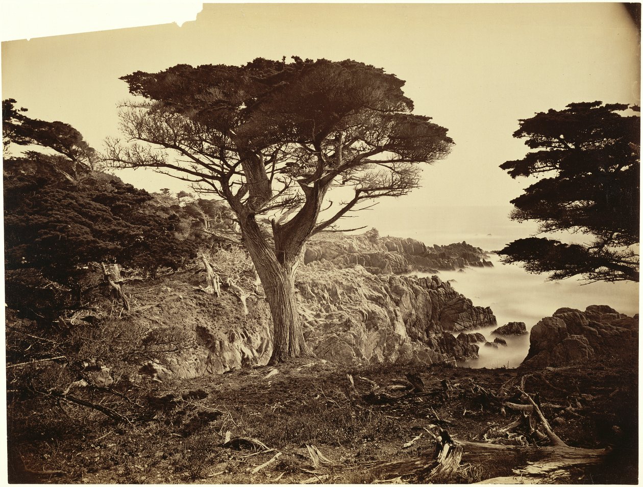 Cypress Point, Monterey by Carleton Watkins