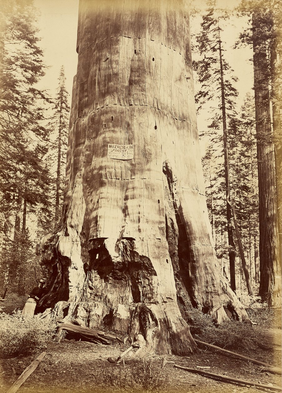 [Mother of the Forest, 221 Feet High] by Carleton Watkins