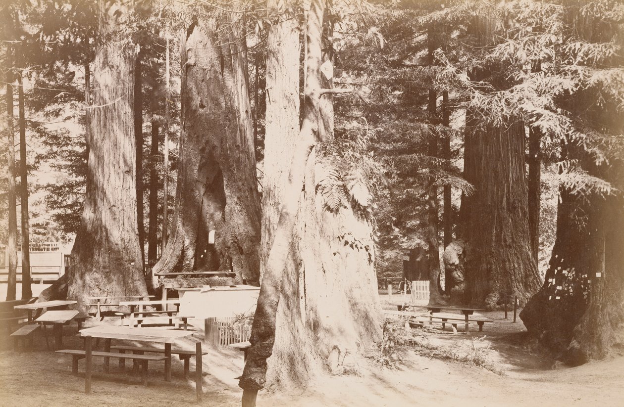 Picnic Table in Redwood Grove by Carleton Watkins