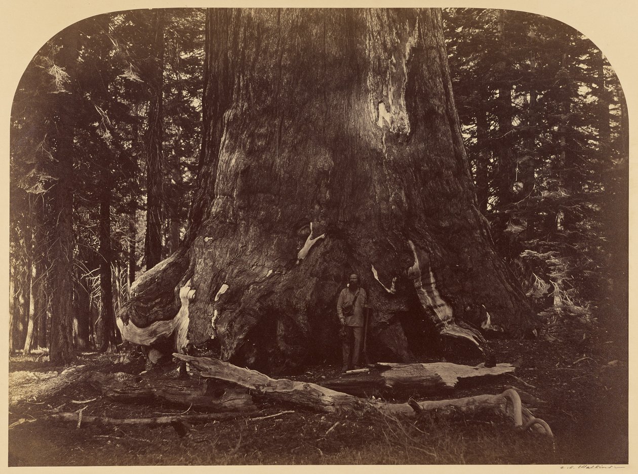 Section of the Grizzly Giant, Mariposa Grove, 33 ft. Diameter by Carleton Watkins