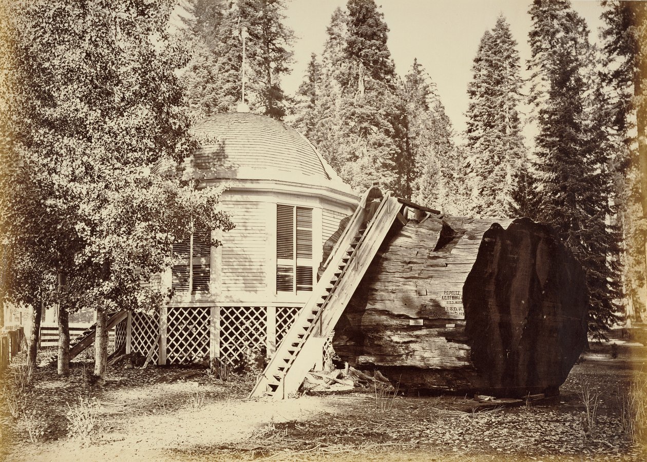 The Pavilion on the Stump, 28 ft. Diameter by Carleton Watkins
