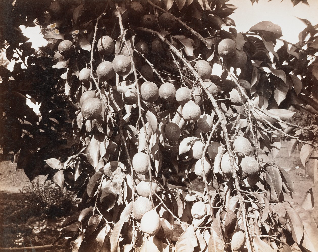 Untitled [fruit on tree] by Carleton Watkins