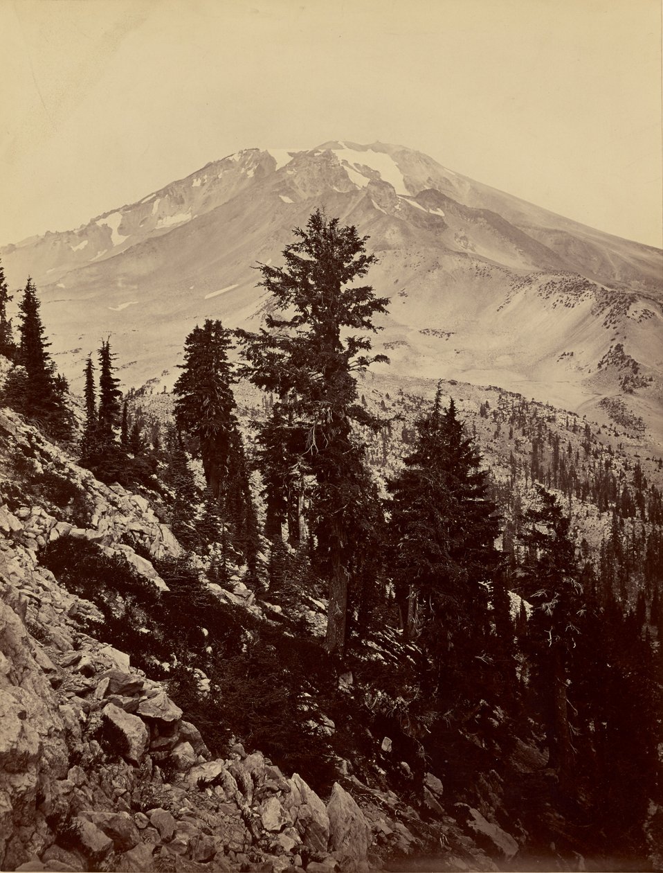 Williamsonii, Mt. Shasta by Carleton Watkins