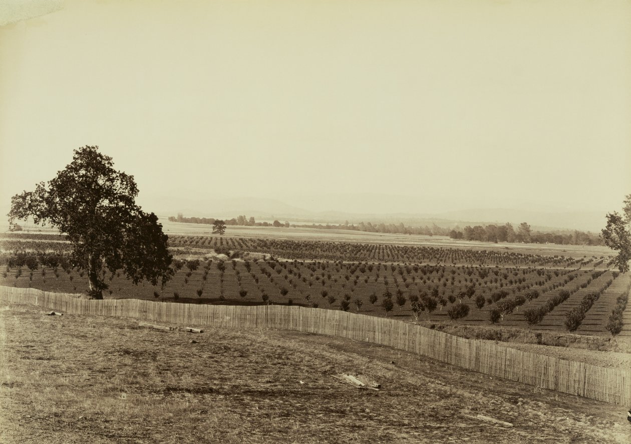 Young Orchard, Palermo, Butte County by Carleton Watkins