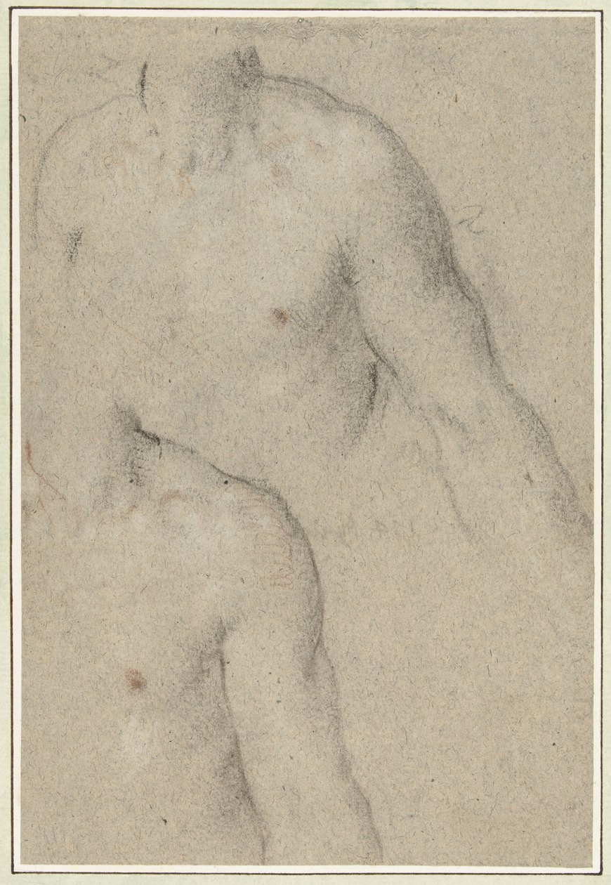 Two Studies of the Torso of a Young Man by Carlo Caliari