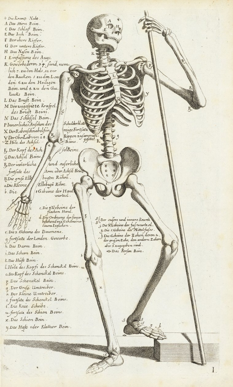 Anatomical Study of the Human Skeleton by Carlo Cesi by Carlo Cesi