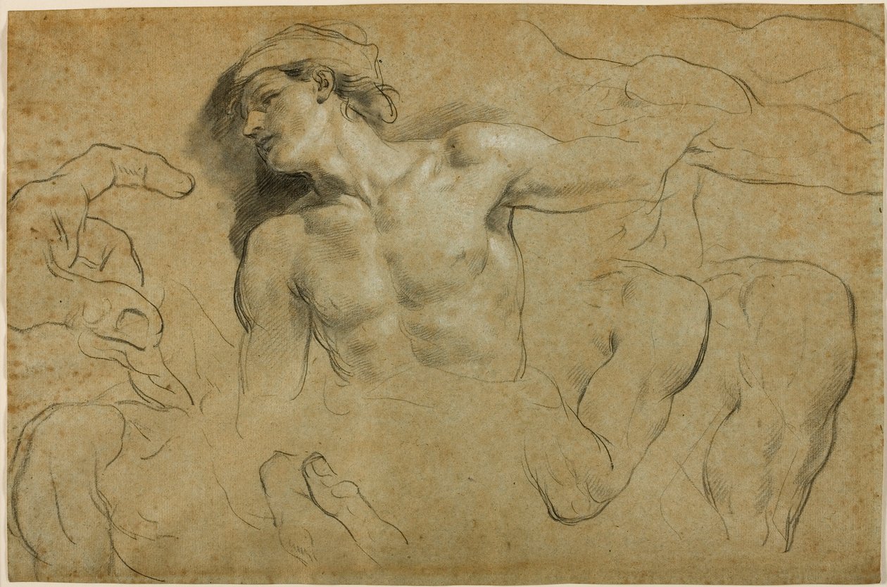 Studies of Hands, Shoulders and a Leg by Carlo Cignani