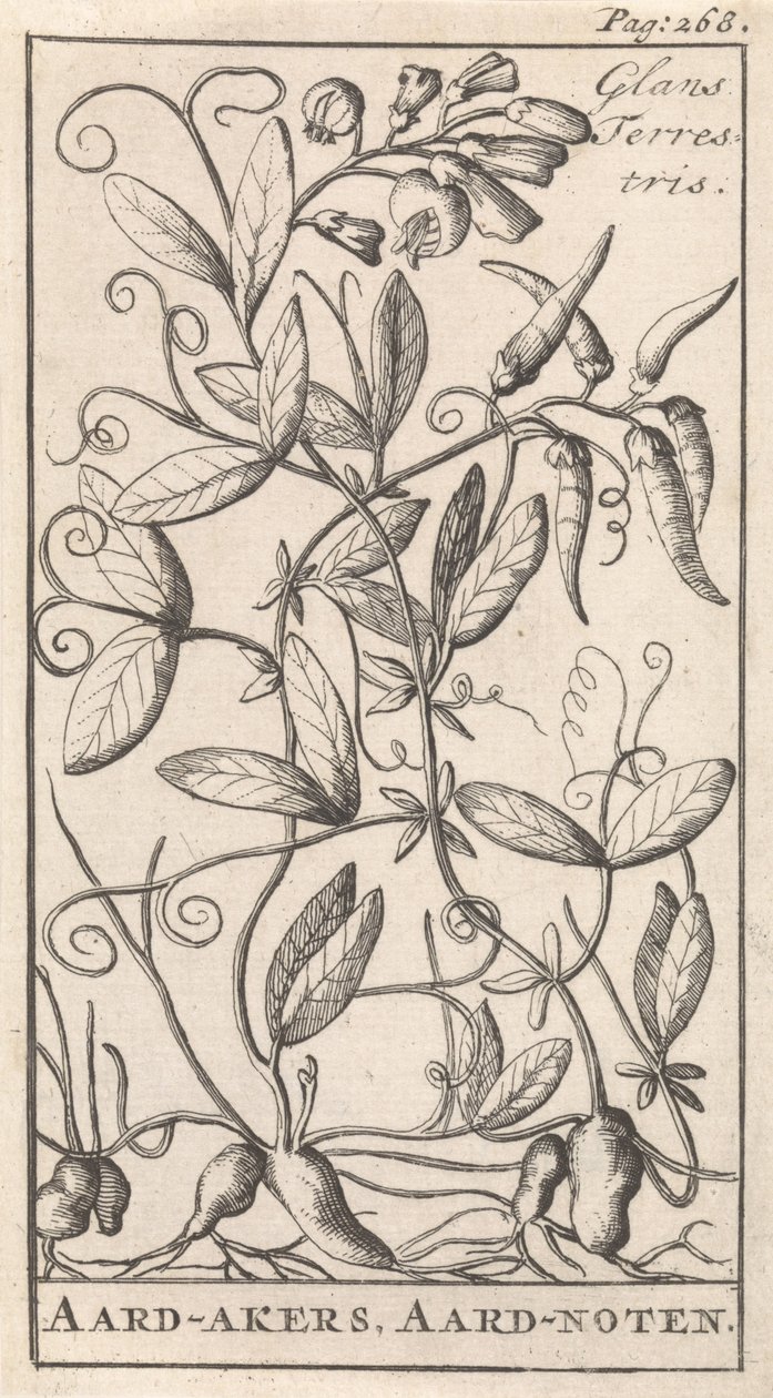 Earthnut by Caspar Luyken