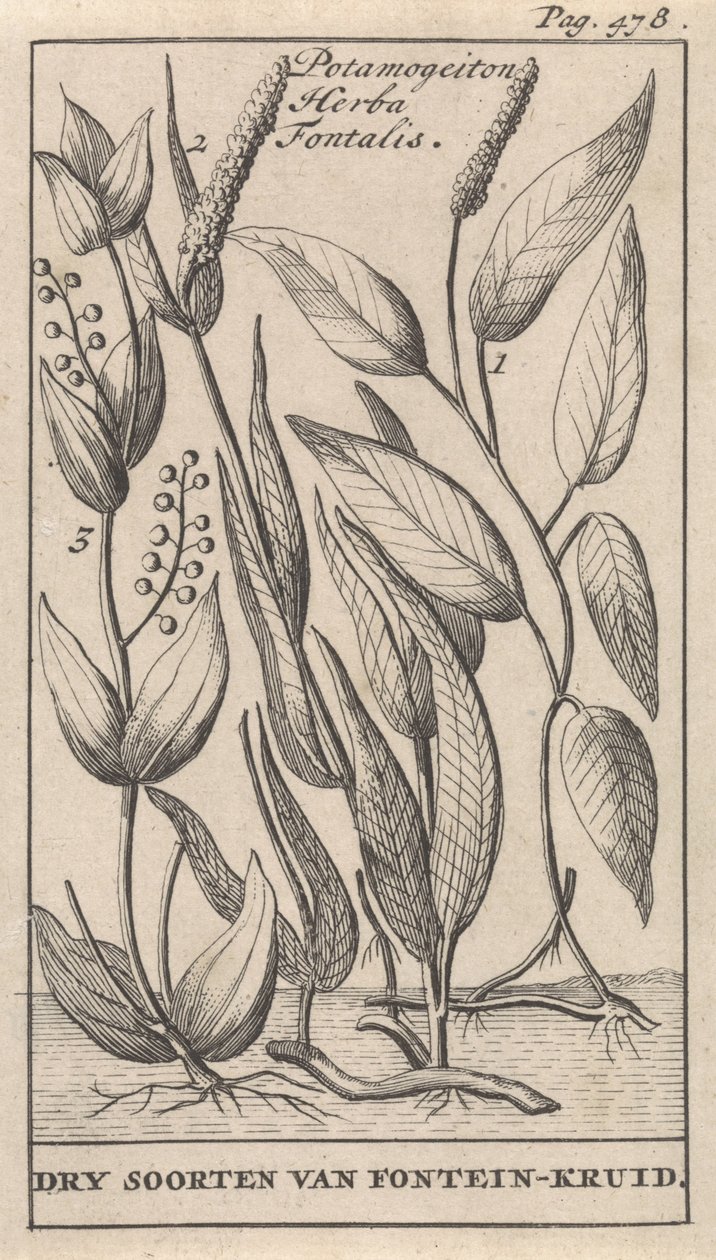Three Types of Pondweed by Caspar Luyken