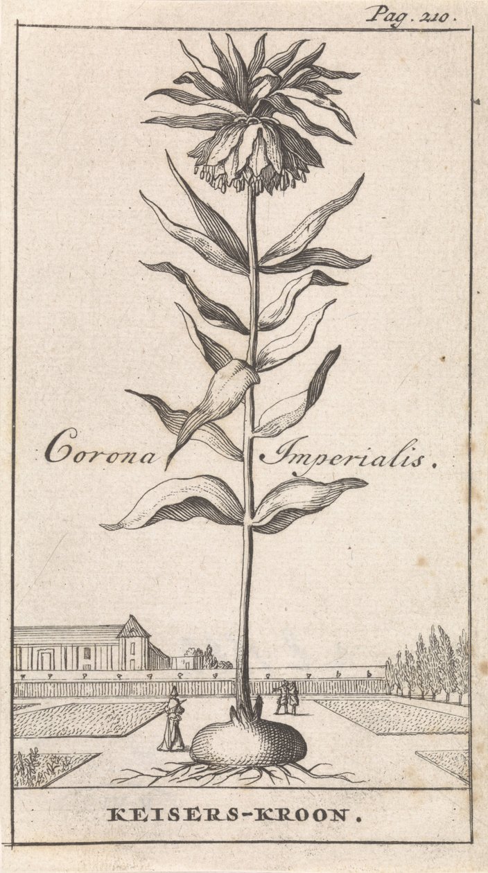 Crown Imperial by Caspar Luyken