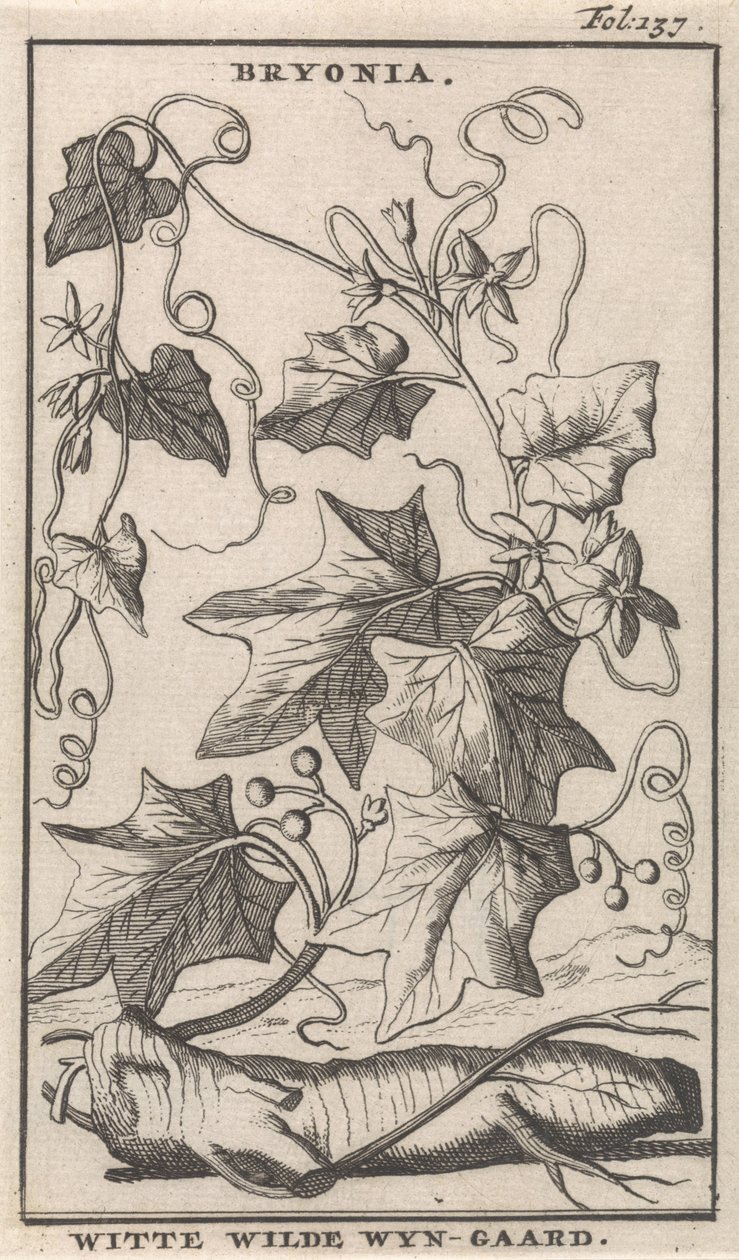 White Bryony by Caspar Luyken