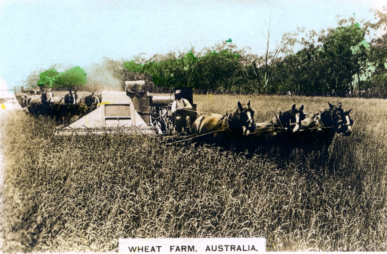 Grenfell wheat farm, Australia by Cavenders Ltd