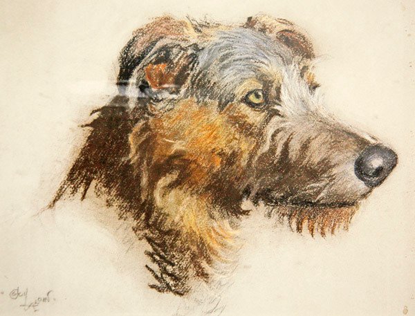 A Scottish Deer Hound by Cecil Charles Windsor Aldin