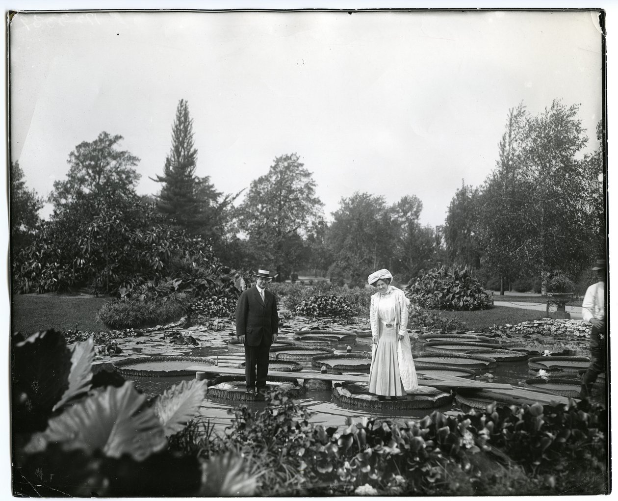 Horizontal, Black and White Photograph Showing a Man and a Woman Standing on Giant Lily Pads in the Lily Pond at Tower Grove Park by Charles Clement Holt