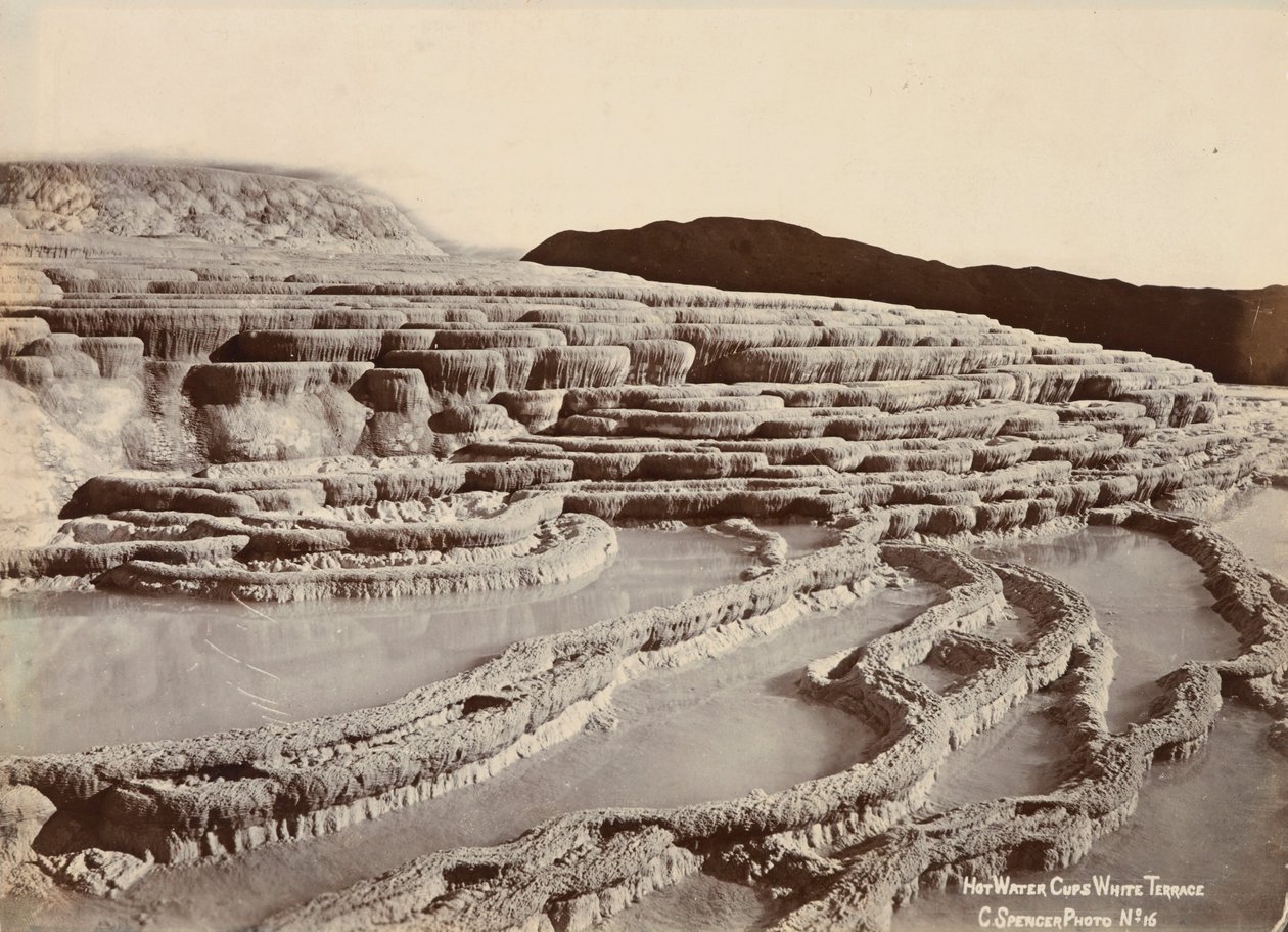 Hot Water Cups, White Terrace by Charles Spencer