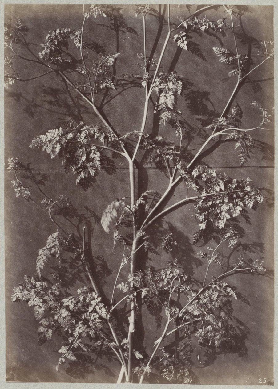 Study with Branches by Charles Aubry (manner of)