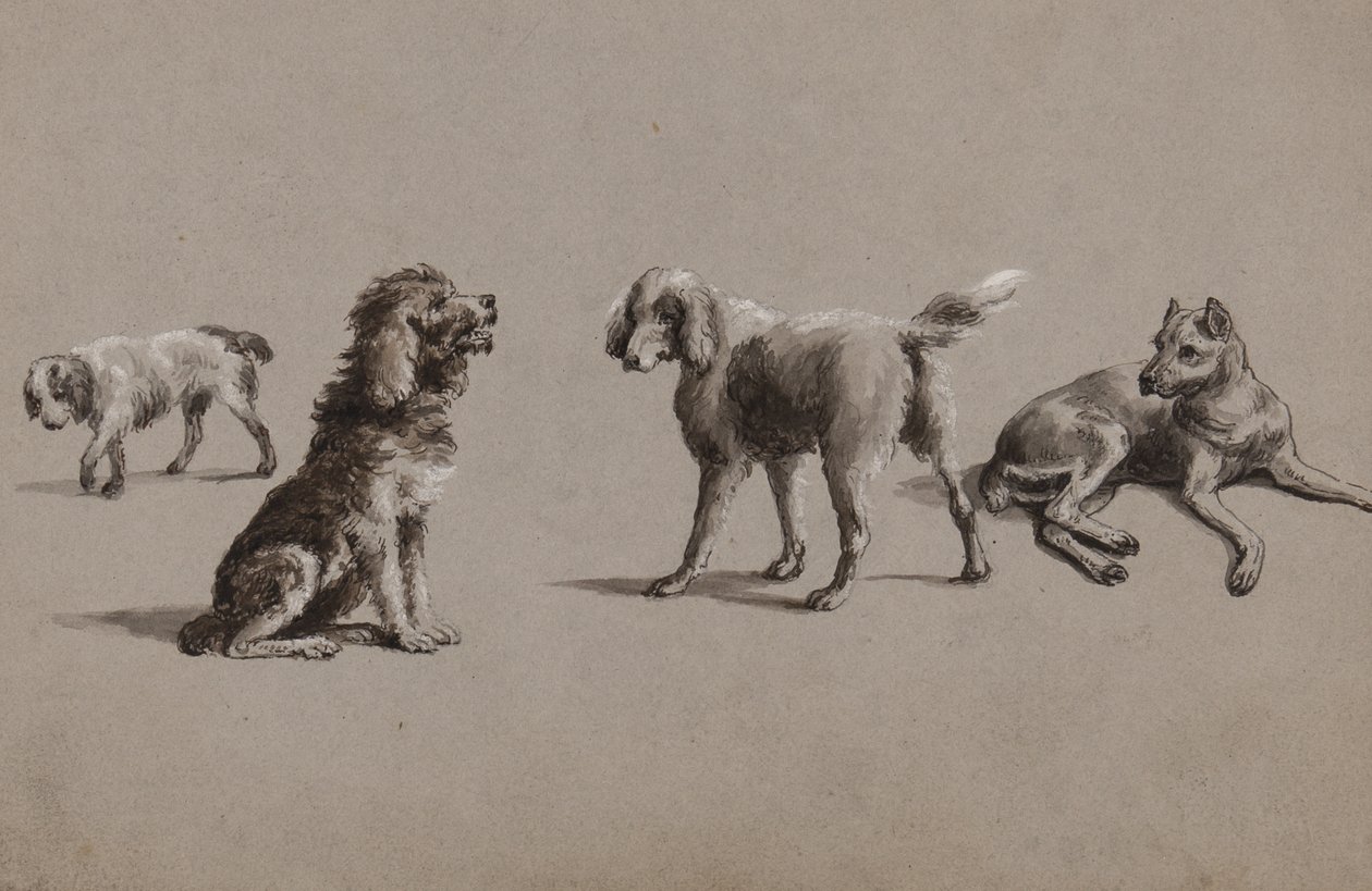 Studies of Dogs by Charles Cooper Henderson