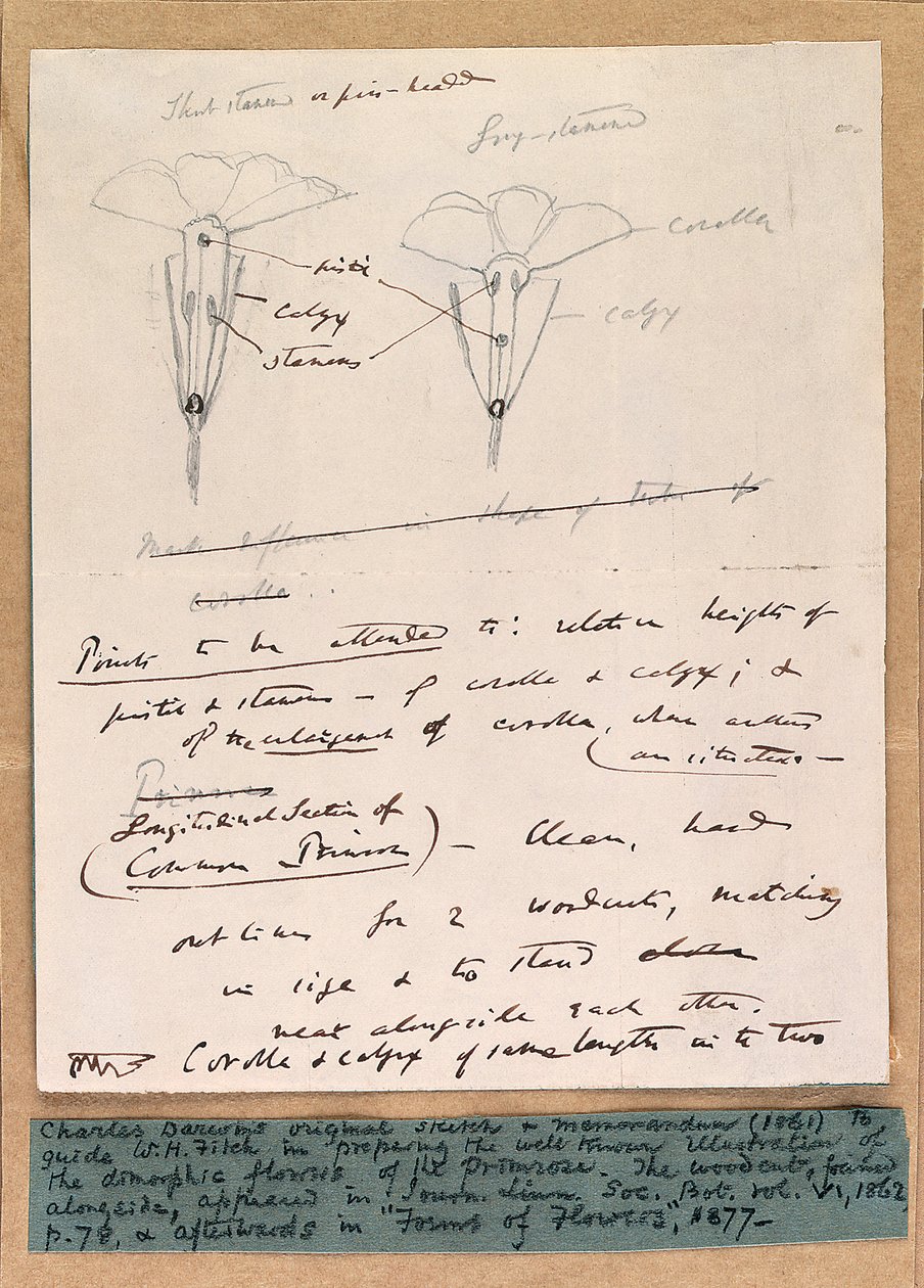 Autograph sketch of the dimorphic flowers of the primrose, 1861 by Charles Darwin