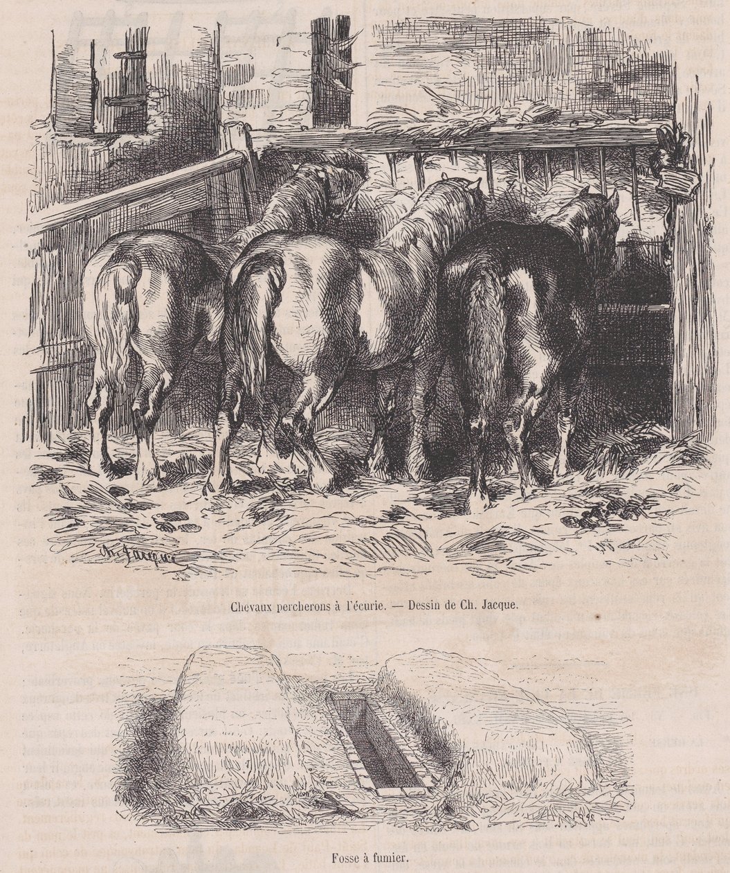 Percheron Horses in the Stable, Manure Pit, from Magasin Pittoresque by Charles Emile Jacque