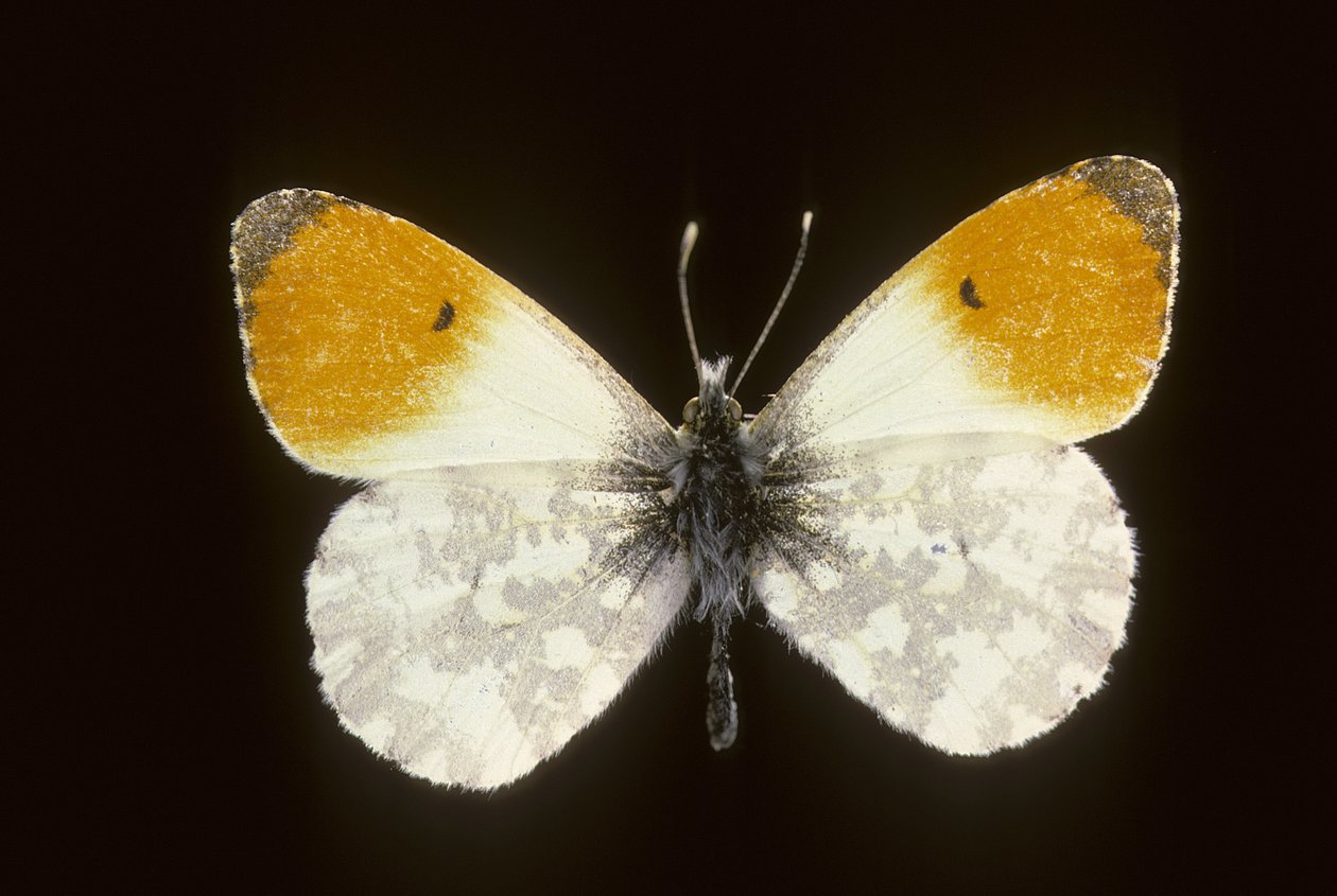 Spring Dawn, Male by Augustus Kollner