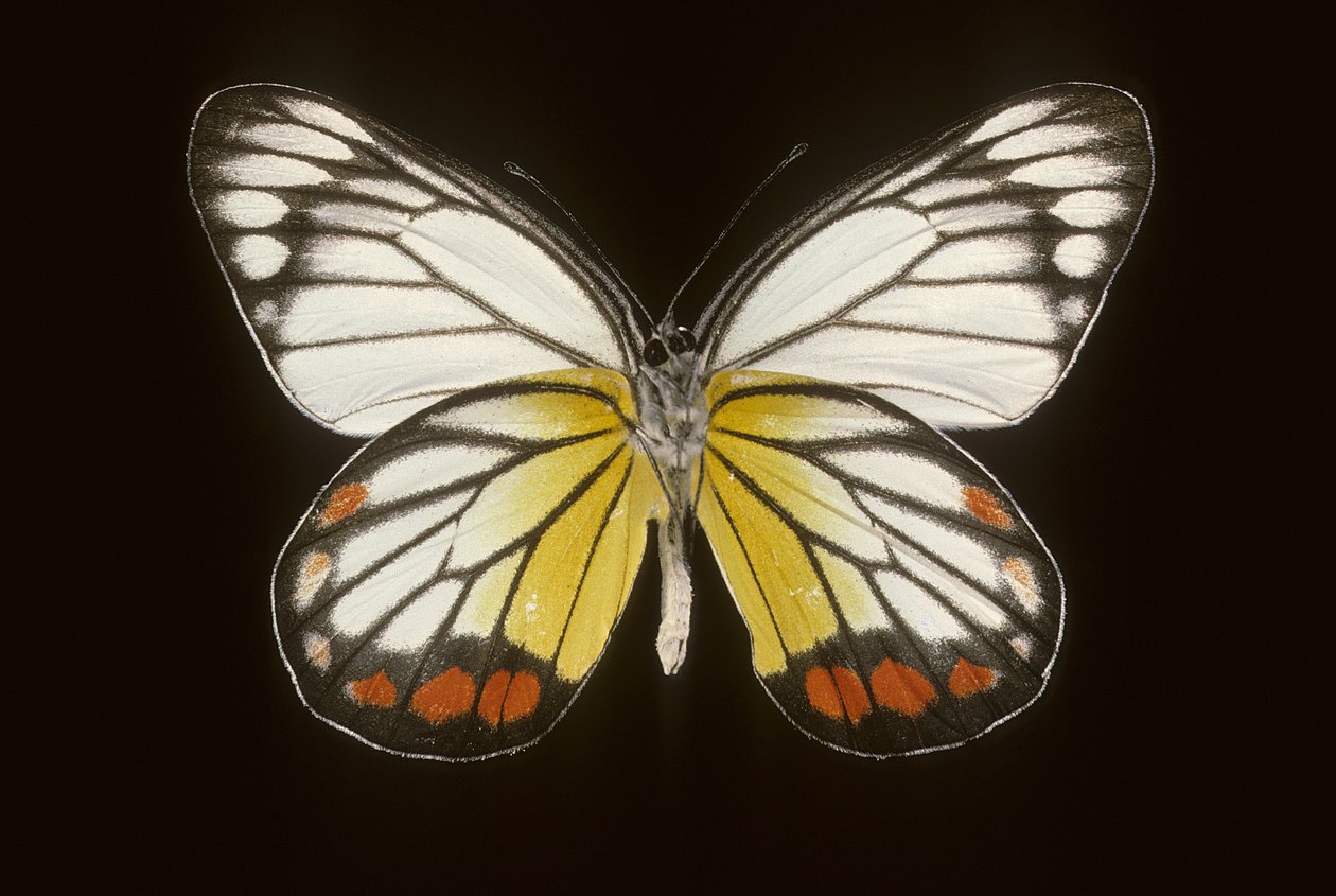Delias hyparete, Male by Augustus Kollner