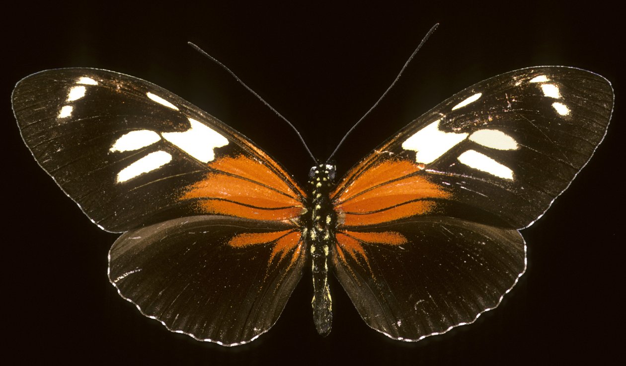 Heliconie by Augustus Kollner