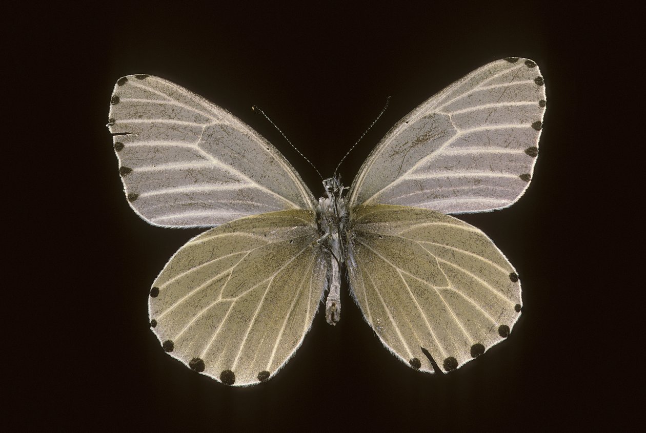Mylothris humblot by Augustus Kollner