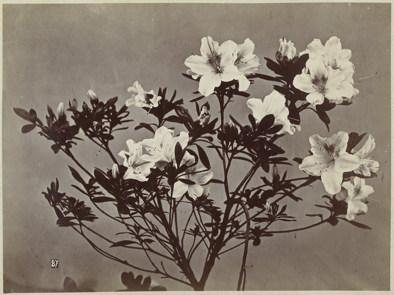Flower Still Life with Lilies by Charles Hippolyte Aubry