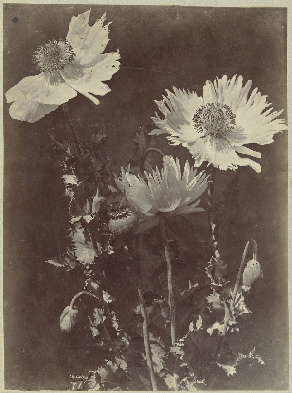 Flower still life with poppies by Charles Hippolyte Aubry